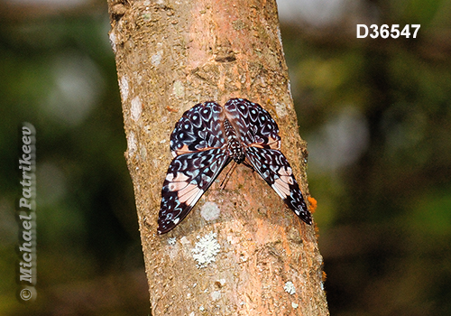 Red Cracker (Hamadryas amphinome)